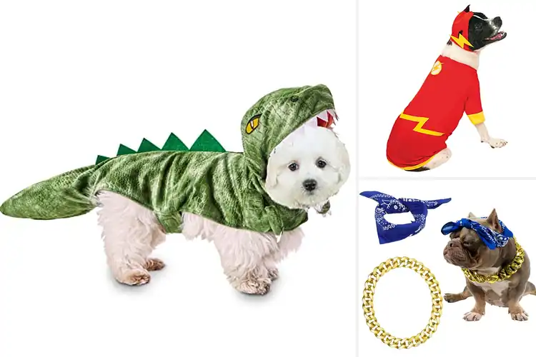 Detailed view of Best Cosplay Events Pet Costumes