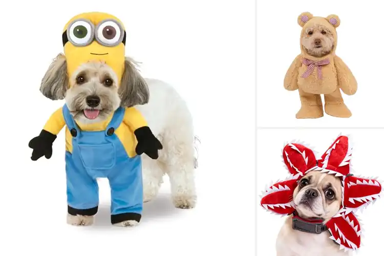 Detailed view of Best Everyday Costume Fun For Pets: 10 Adorable Outfits