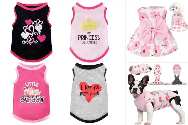 Detailed view of Best Pet Outfits